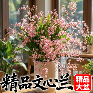 文心兰带花苞盆栽室内浓香型香水兰花梦香兰耐寒绿植室内四季花卉
