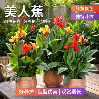 美人蕉盆栽带花苞室外阳台好养花卉植物庭院绿化四季美人蕉大花苗