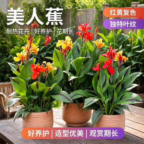 美人蕉盆栽带花苞室外阳台好养花卉植物庭院绿化四季美人蕉大花苗