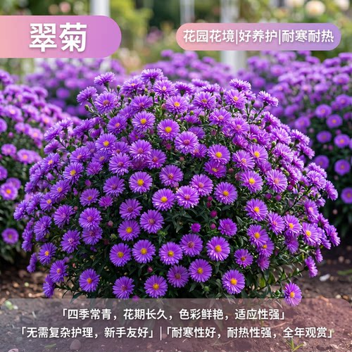 翠菊紫菀花菊花苗带花苞多年生宿根花卉庭院阳台花卉小雏耐寒耐热
