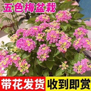 五色梅盆栽带花苞马缨丹阳台庭院耐热耐晒多年生木本花卉驱蚊植物