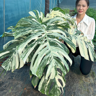 锦化龟背竹盆栽室内高级感绿植白锦龟背竹白龟热植网红室内植物