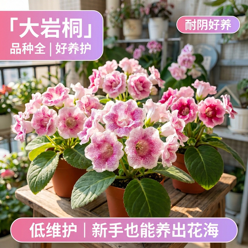 重瓣大岩桐盆栽带花苞阳台客厅四季好养活富贵芙蓉花花苗开花花卉