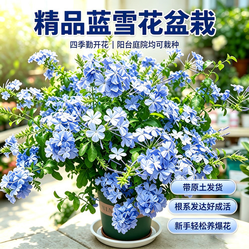 蓝雪花盆栽带花苞阳台庭院好养棒棒糖独杆老桩大苗耐热爬藤植物花