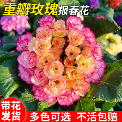 玫瑰报春花盆栽带花苞重瓣大花耐寒阳台花卉植物年宵花好养易爆花