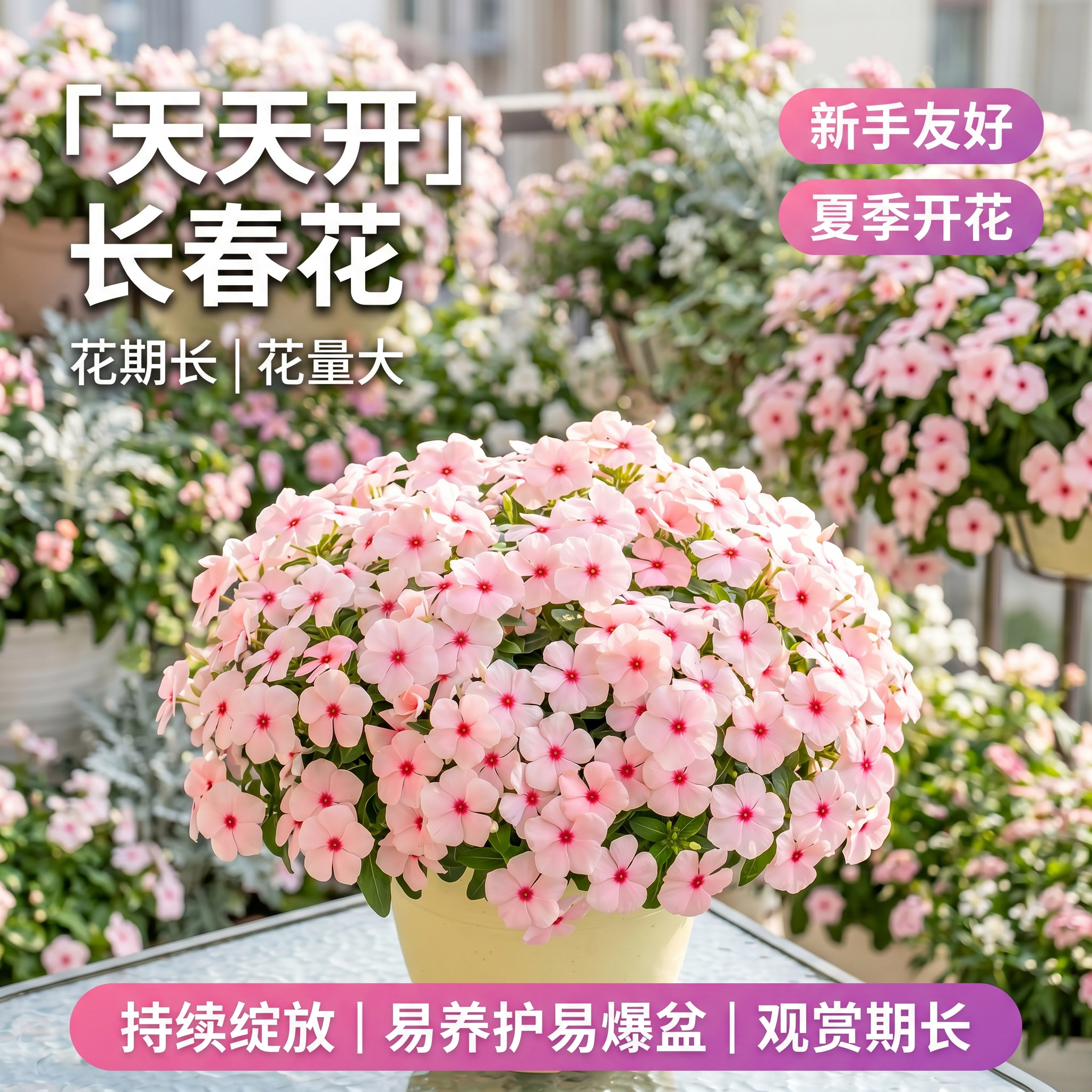 长春花盆栽天天开花苗阳台庭院耐热旱好养花卉客厅四季植物带花苞