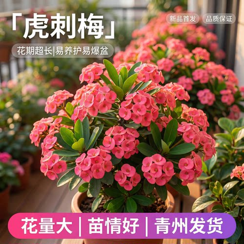 铁海棠虎刺梅盆栽带花苞室内阳台四季好养开花植物耐旱老桩大叶花