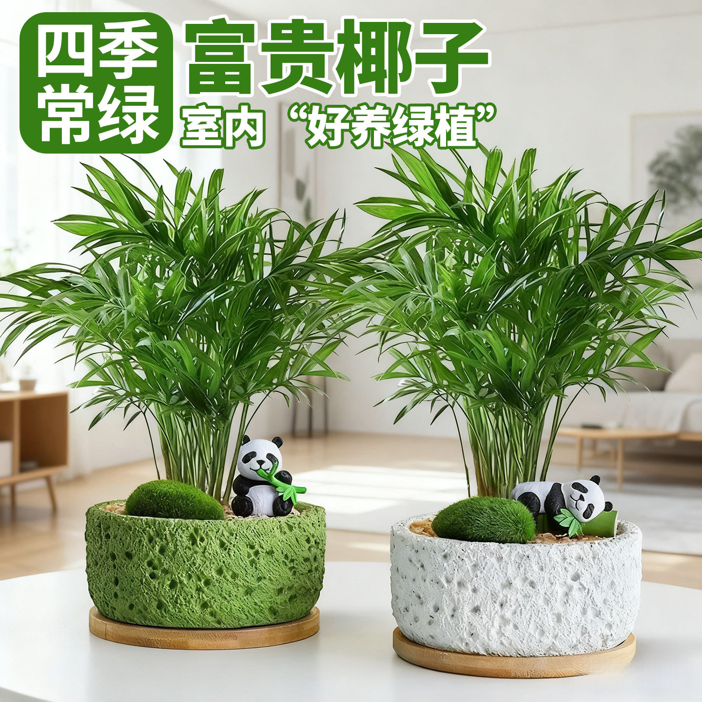 袖珍椰子盆栽富贵椰子室内耐用好养绿植散尾葵观叶小盆景桌面盆栽