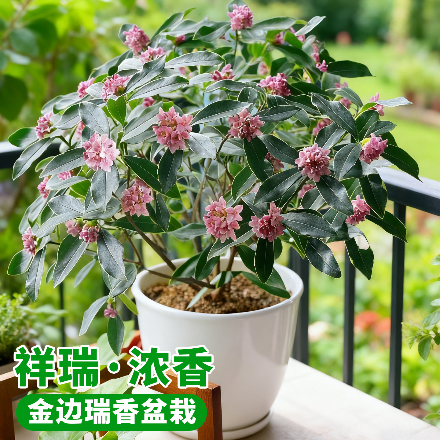 金边瑞香大苗盆子绿植好养花卉