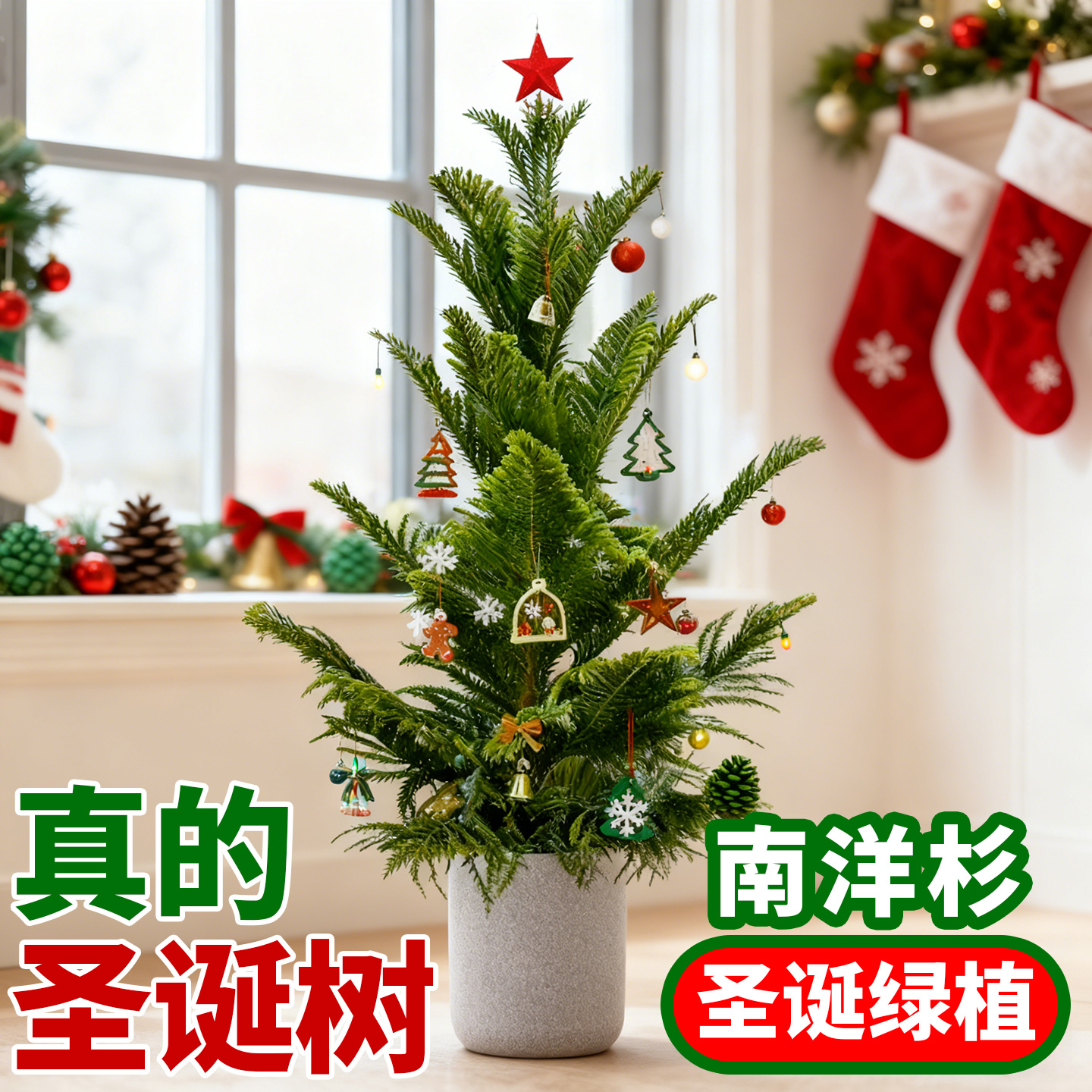 南洋杉盆栽真圣诞树苗南洋松树苗室内外装饰大型绿植盆栽四季常青