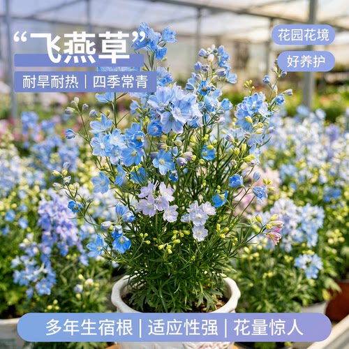 蕾丝小花飞燕草盆栽花苗带花苞多年生宿根植物阳台庭院花镜花卉