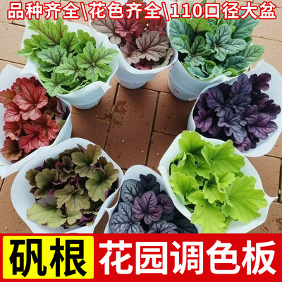 矾根盆栽花卉植物室内花苗包邮