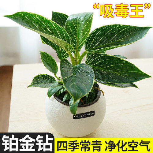 铂金钻盆栽蔓绿绒室内绿植绿公主金钻净化空气四季常青吸甲醛植物