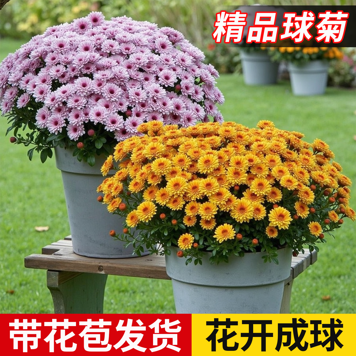 精品球菊盆栽带花苞多年生宿根花卉阳台花园植物千头菊九月菊带花