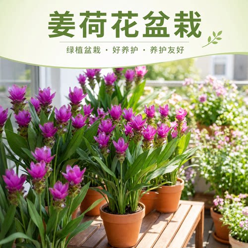 姜荷花盆栽带花苞耐热晒阳台庭院好养开花植物多年生球根花卉花苗