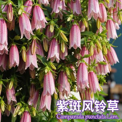 紫斑风铃草花苗庭院阳台垂吊风铃