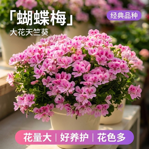 蝴蝶梅大花天竺葵盆栽带花苞阳台庭院四季好养开花植物