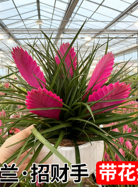 紫色空气凤梨植物铁兰花盆栽带花招财手桌面绿植室内客厅开花植物