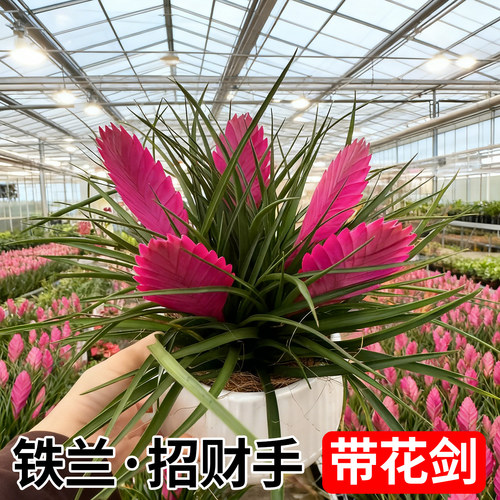 紫色空气凤梨植物铁兰花盆栽带花招财手桌面绿植室内客厅开花植物