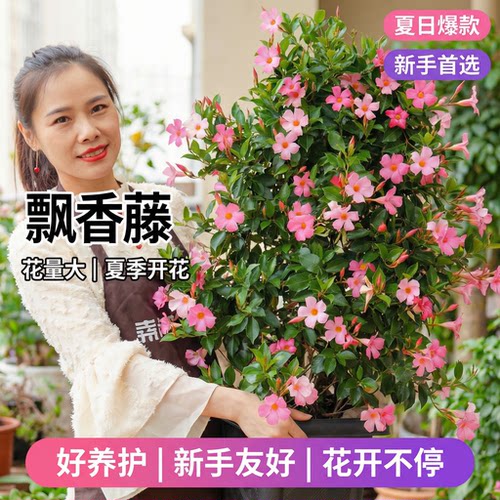 双色飘香藤盆栽大颗双喜藤花苗阳台庭院好养爬藤花卉植物带花苞架