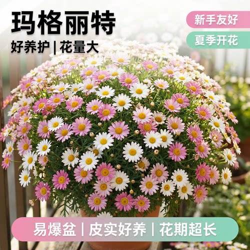 玛格丽特盆栽带花苞室内阳台庭院爆花植物小雏菊菊花苗姬小菊好养