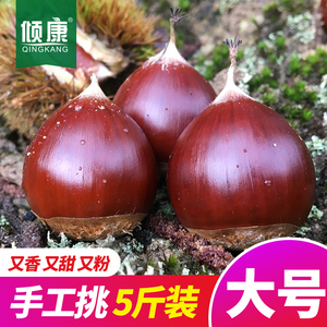 新鲜生板栗栗子锥栗建瓯油栗圆栗农家现摘生栗子毛栗子锥形5斤装