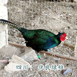 包活到孔雀蓝山鸡绿雉鸡七彩山鸡杂交黑脖山鸡波兰观赏白桂帝王白