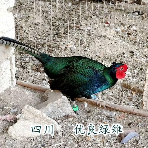 山林肉质鲜美丽质山鸡好养味美