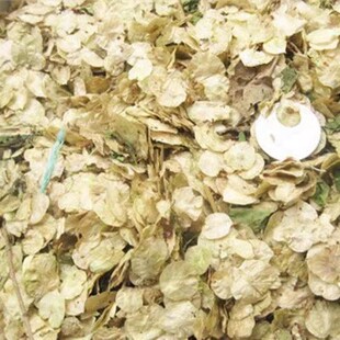 榆树种籽榆树墙榆树的种子白榆树种子榆树钱金叶榆榔榆种子