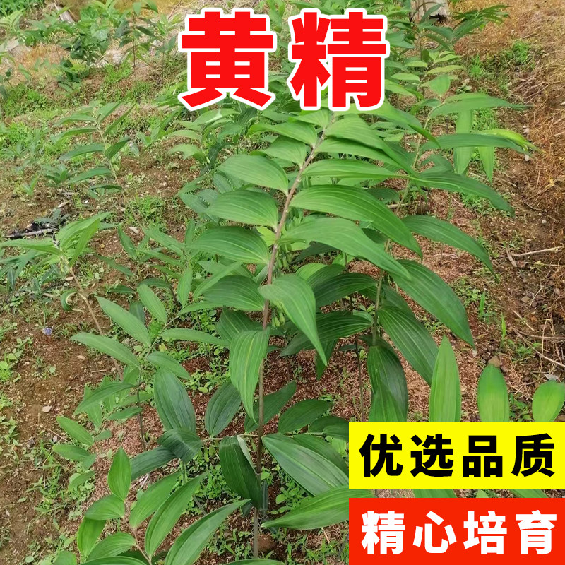 新采黄精种子药材种籽云南滇黄精鸡头参黄精老虎姜新鲜黄精种子图片