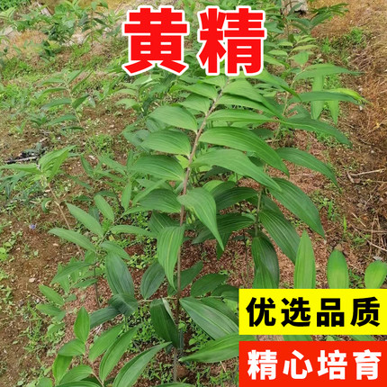 新采黄精种子药材种籽云南滇黄精鸡头参黄精老虎姜新鲜黄精种子