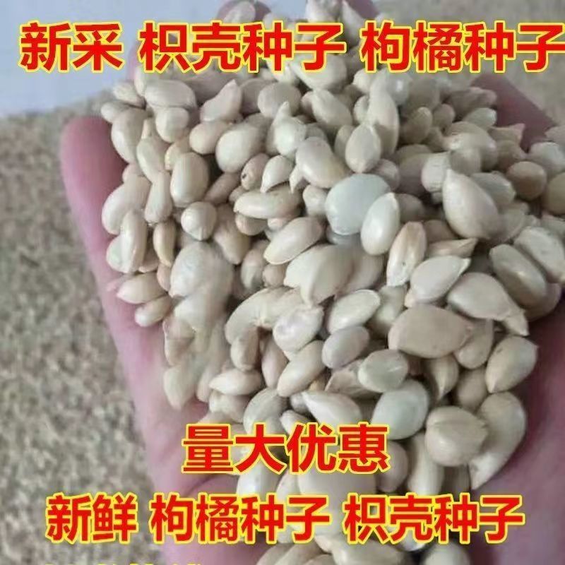 新采枸橘种子枳壳种籽积壳种孑嫁接砖木带刺篱笆墙籽嫁接柑橘种子