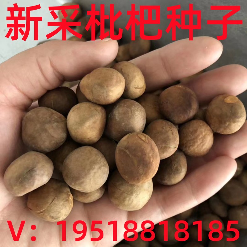 当年新采收枇杷 枇杷种子 枇杷树种子 琵琶种子可嫁果树林木种子