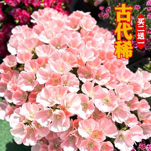 古代稀花种子四季播种开花易活秋天种的花适合种阳台庭院盆栽种子