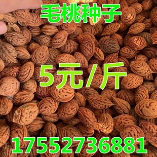 毛桃核种子山桃种子野生山桃核种子树嫁接梅花李树桃树砧木等果树