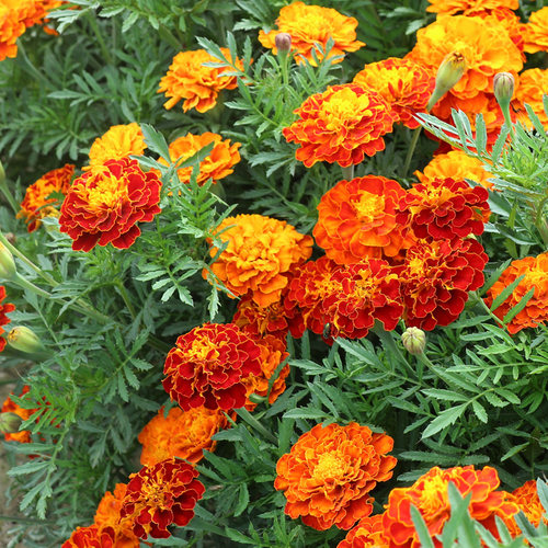 孔雀草花籽四季播种开花易活景观绿化耐寒花卉阳台庭院鲜花种籽子