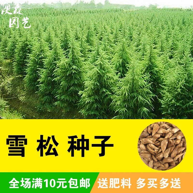 雪松种子松树种籽别墅庭院行道绿化美观林木树种四季常绿长青树种