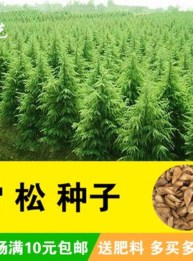 雪松种子松树种籽别墅庭院行道绿化美观林木树种四季常绿长青树种