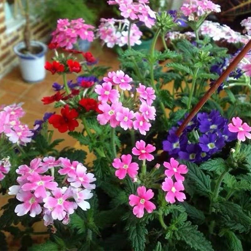 细叶美女樱种子花种美人樱盆栽铺地锦四季绣球美女种