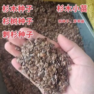 新采速生杉木种子生长快沙树杉树柳杉落羽杉造林杉树籽杉木苗种籽