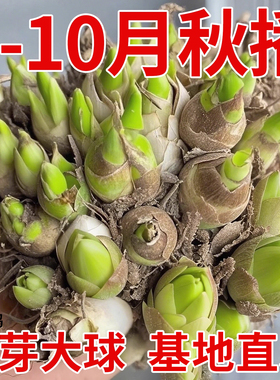 晚香玉种球浓香型重瓣大花球根带花苞多年生切花庭院阳台花卉盆栽