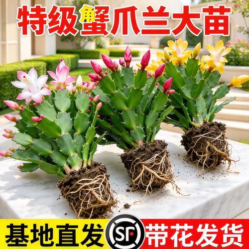 蟹爪兰盆栽带苞多色好养室内