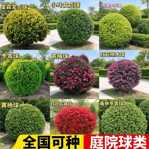小叶黄杨球大叶冬青球石楠球茶梅球金森女贞球庭院户外球形绿化苗