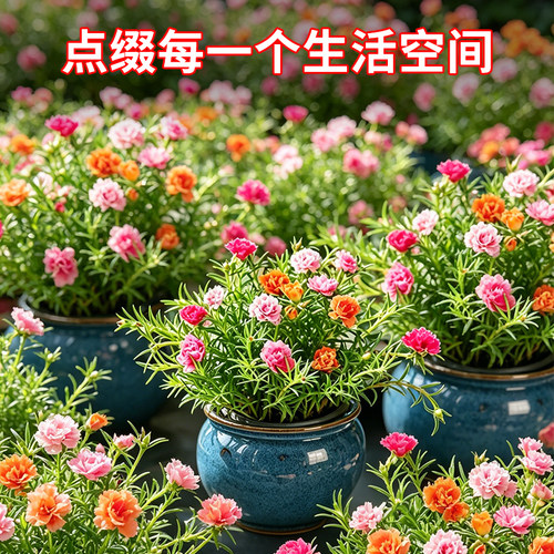 太阳花重瓣苗枝条盆栽混色大花带根带花苞室内花卉绿植好活易养
