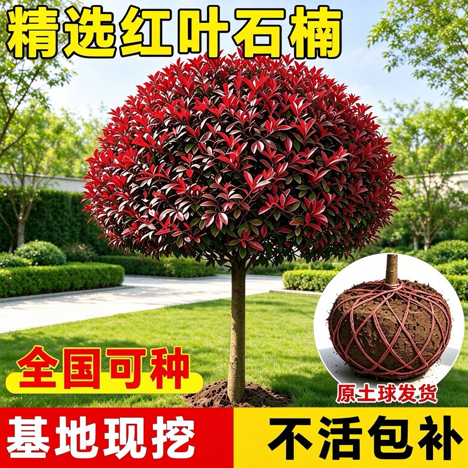 红叶石楠树苗庭院地栽植物南北方种四季常青植园林绿化带风景树苗