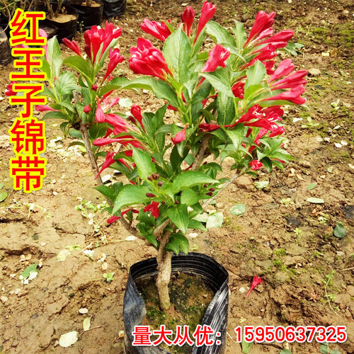 绿植耐寒室外四季开花红王子锦带