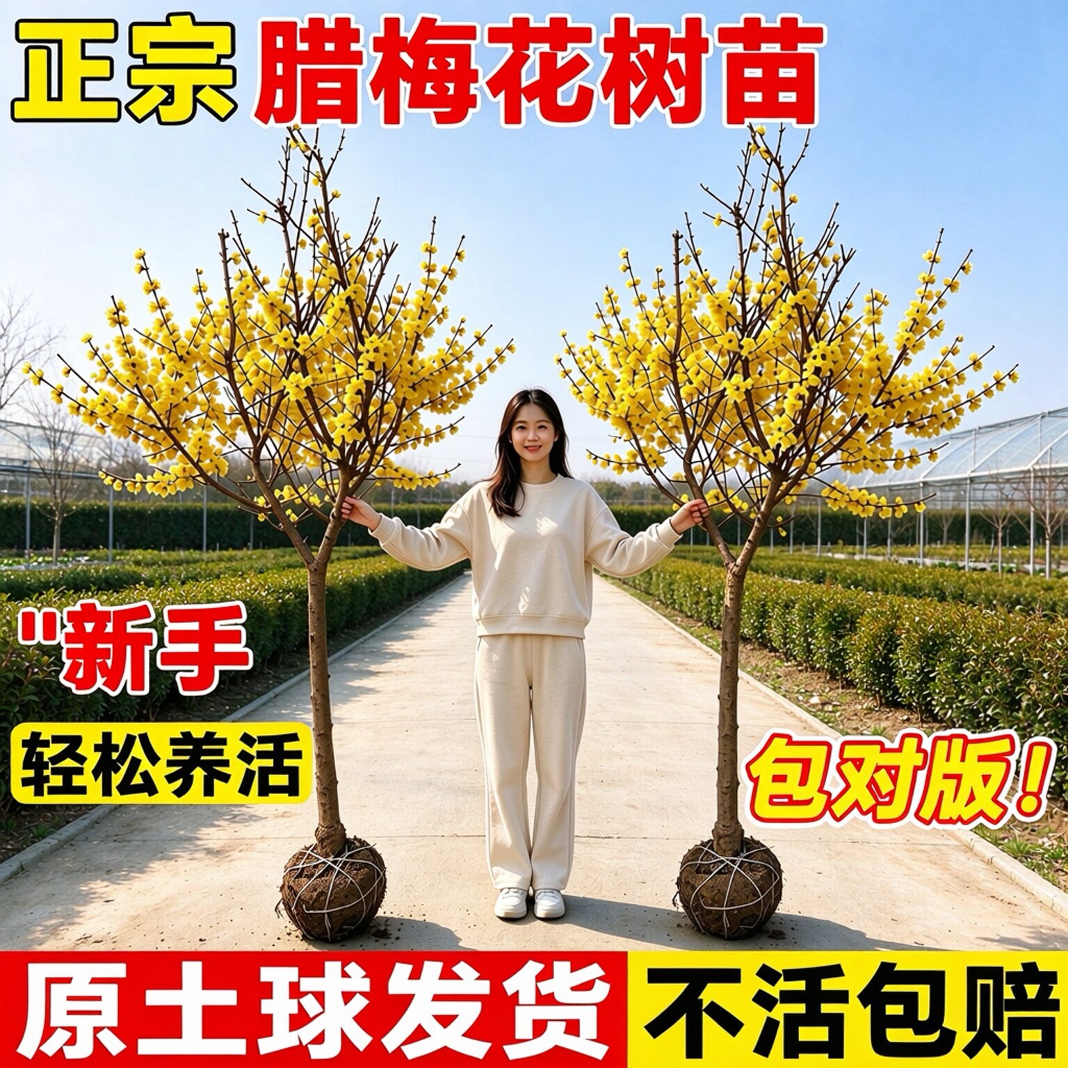 腊梅花树苗庭院地栽冬季开花浓香型耐寒红梅树苗老桩地栽盆栽景观