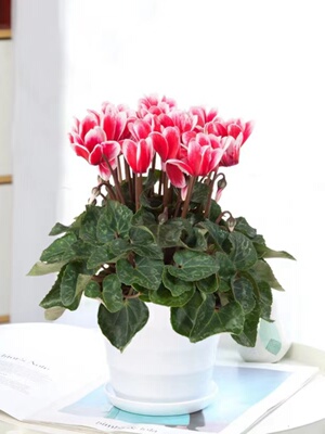 仙客来花苗盆栽带苞兔耳四