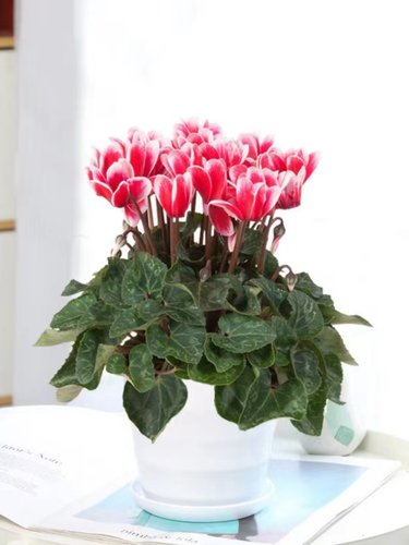 仙客来花苗盆栽带苞兔耳四