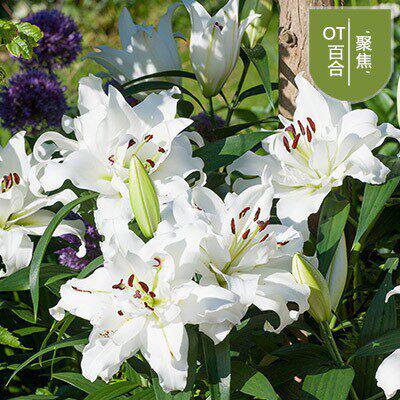 重瓣香水百合花种球四季开花好养活花卉植物室内外花苗盆栽花种子